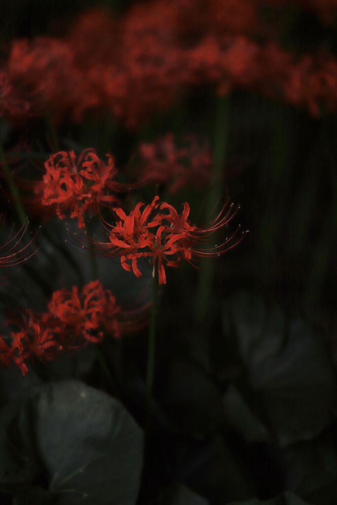 夕暮れに曼珠沙華  IMG_4837