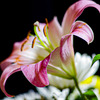そこに咲く百合の花