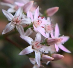 ピンクの可愛いお花