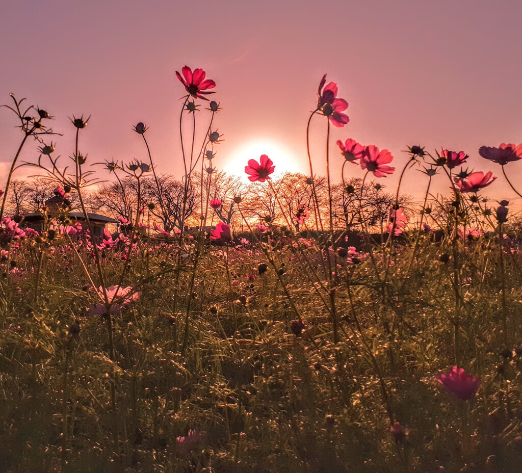 秋桜越しの夕空