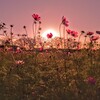 秋桜越しの夕空