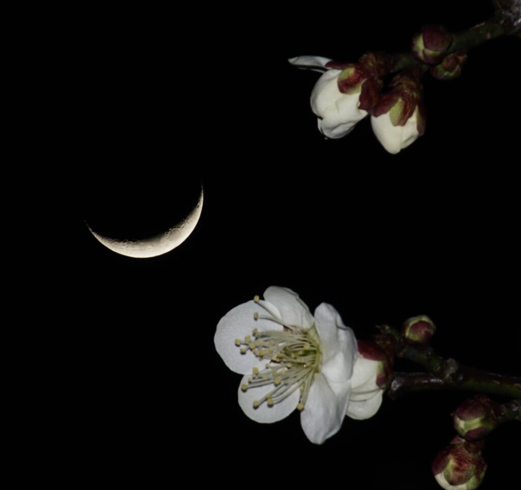 梅の花と三日月