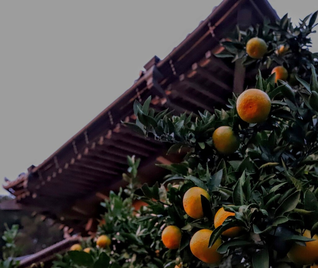 夕暮れにうかぶ蜜柑