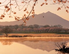 桜と逆さ筑波山