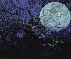 月夜の梅花