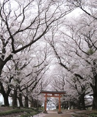 花の杜