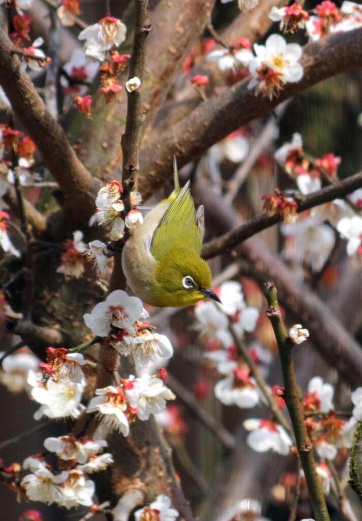 目端り