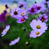 秋桜の咲く丘