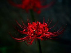 真紅の花