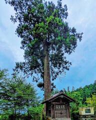 山頂の一本杉