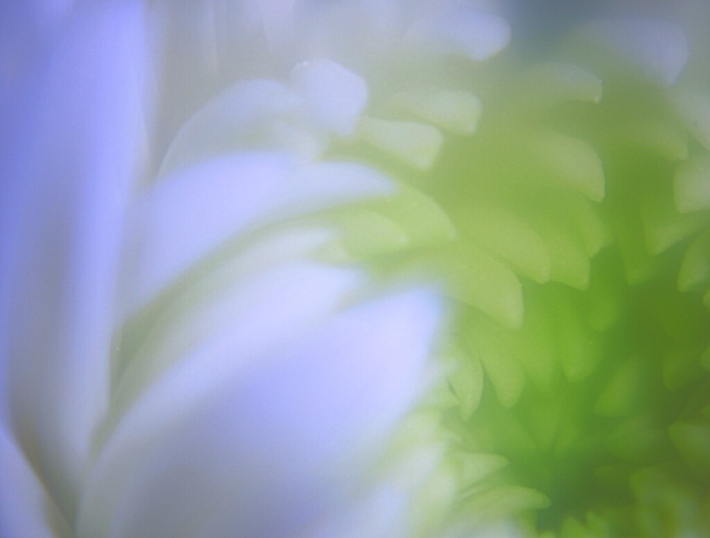 菊の花