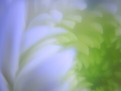 菊の花