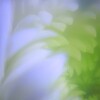 菊の花