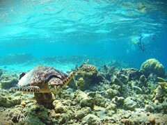 ウサギとカメ