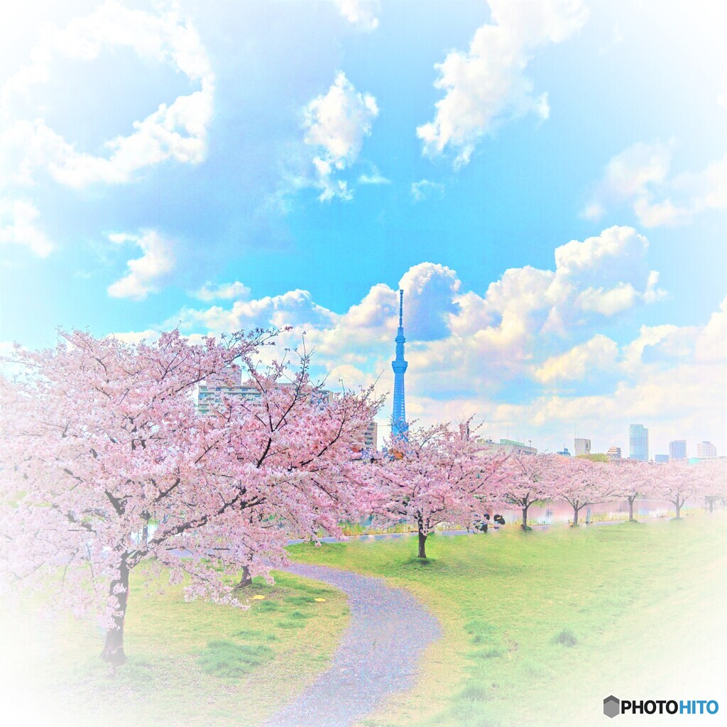 SAKURAロード
