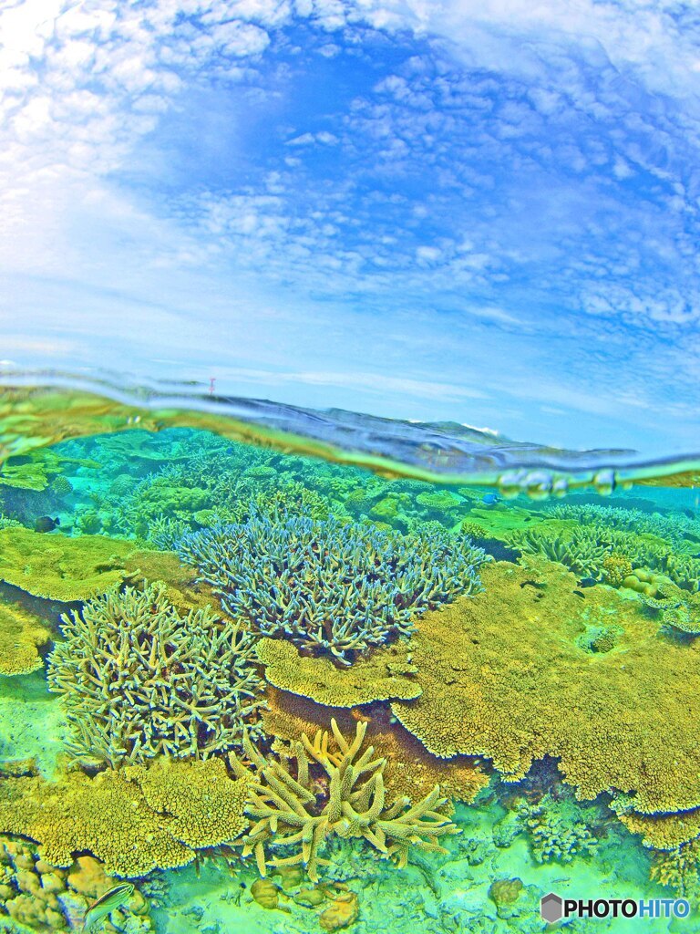 ハーフ＆ハーフ