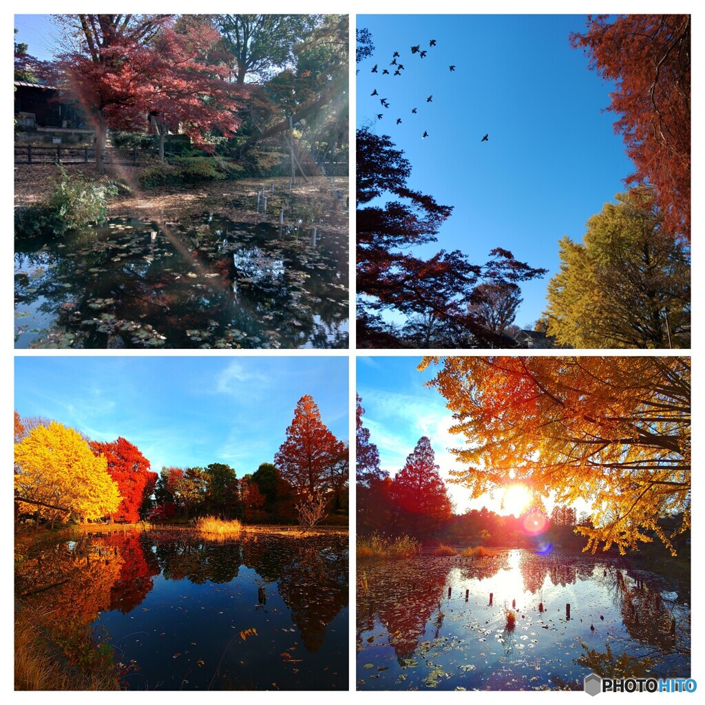 紅葉三昧