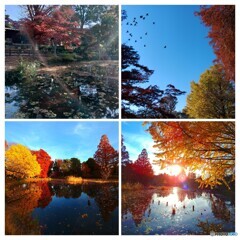 紅葉三昧
