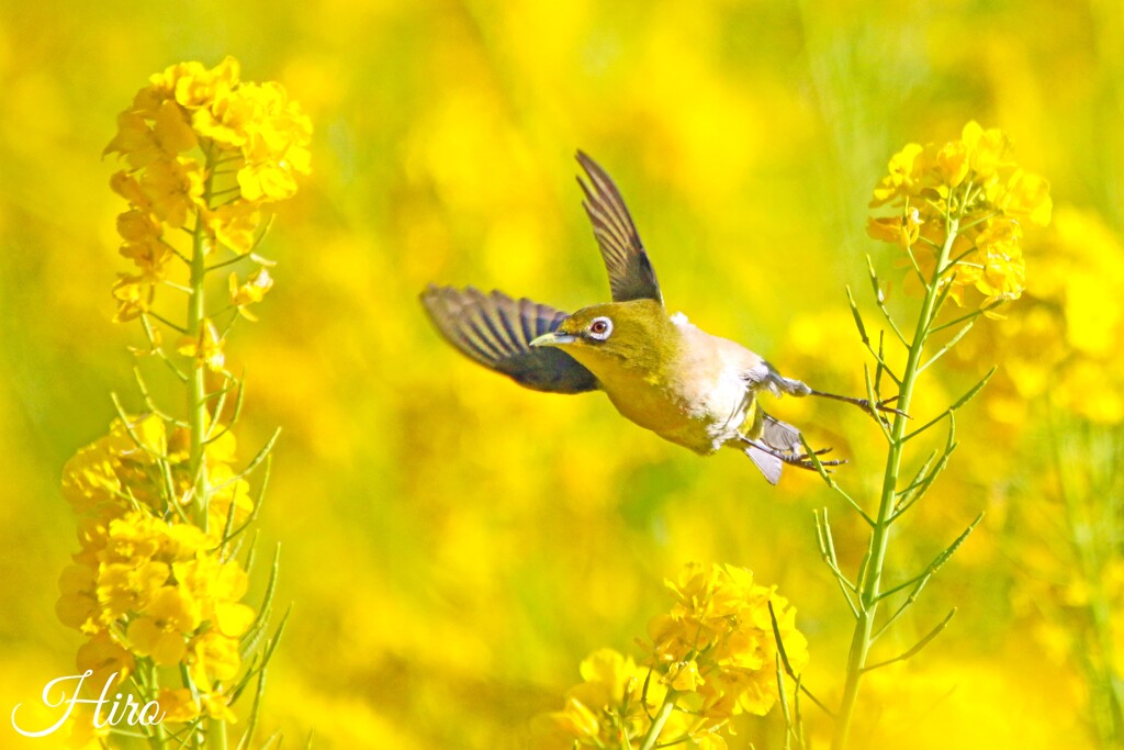 飛べ!!