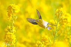 飛べ!!