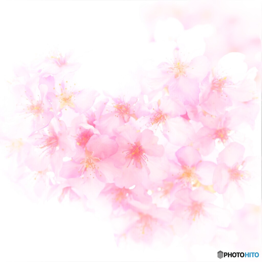 癒しの世界Ⅲ ～みなみの桜2023～