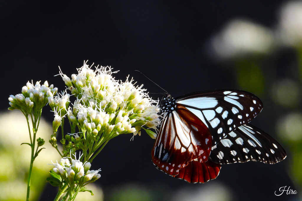 ロマンⅤ　～旅蝶2025～
