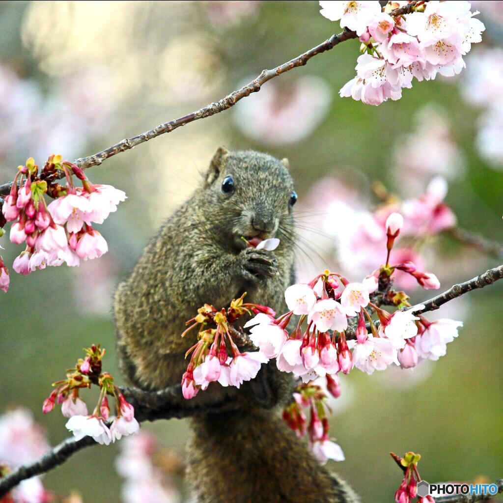 サクリス
