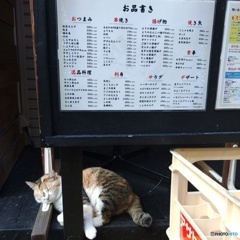 ネコ店長
