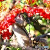 サクランボ狩り
