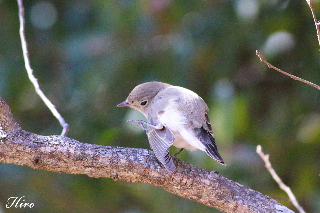 かいかいニシちゃん