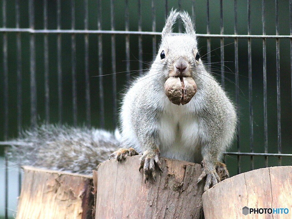 ムキムキリス