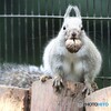 ムキムキリス