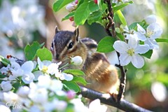ご馳走