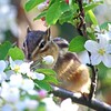 ご馳走