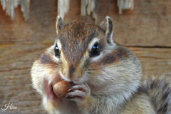 癒しの世界Ⅸ　～シマリー2025～