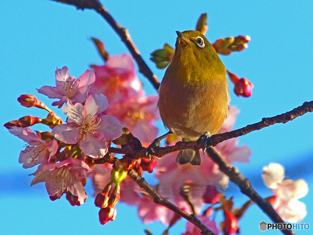春だね～