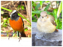 ジョビちゃんカップル①