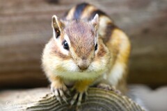 にらめっこ