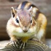 にらめっこ
