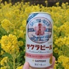 菜の花と河津桜？