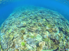 珊瑚の世界