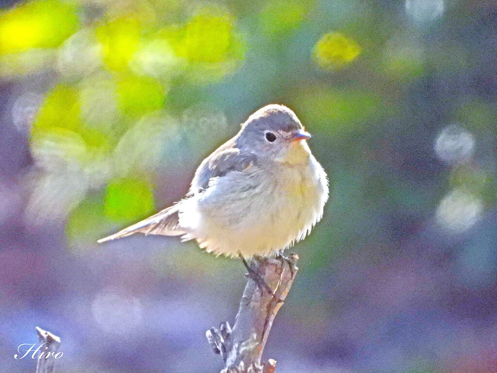もふもふニシちゃん