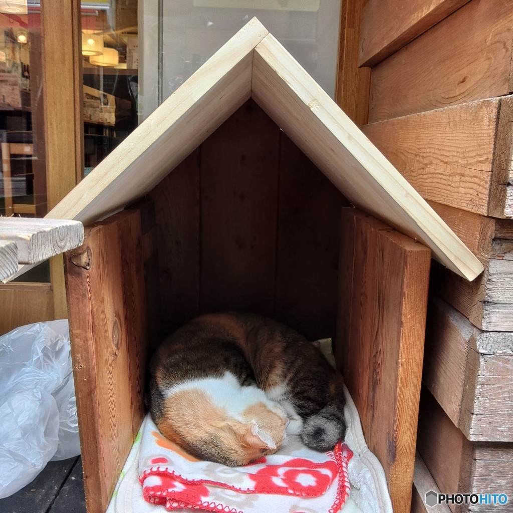 ミーちゃんハウス