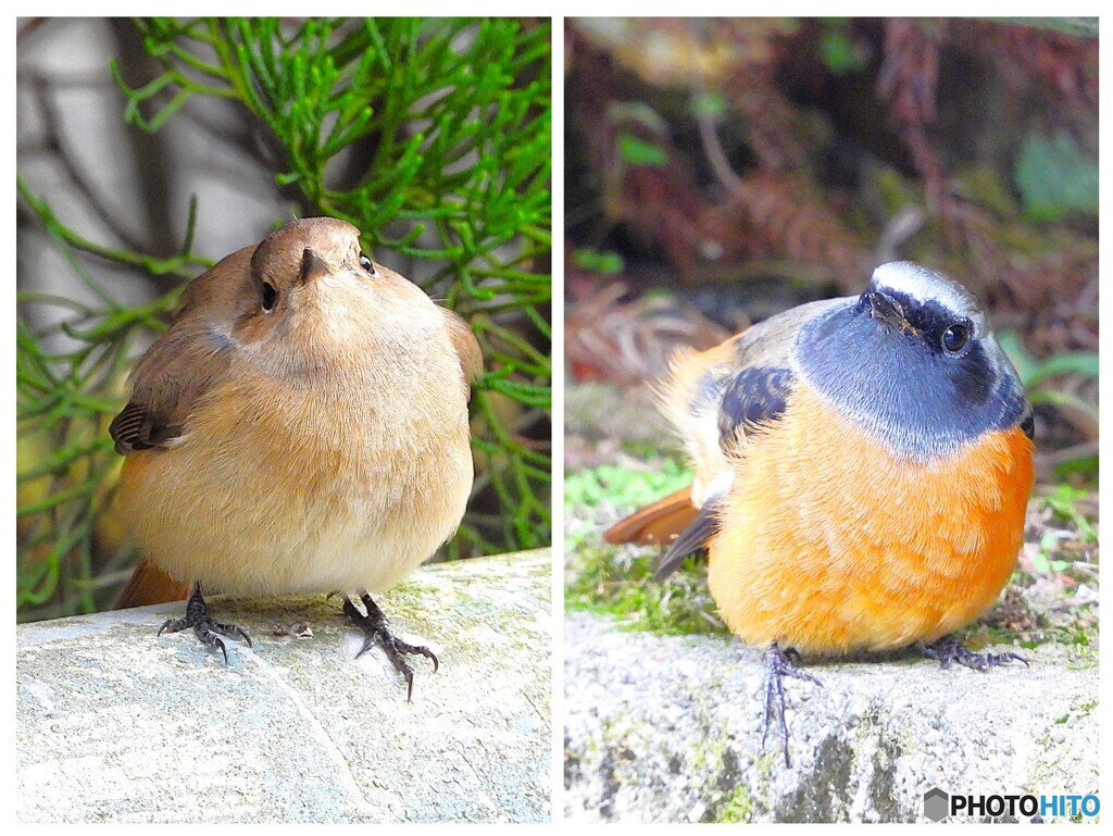 ジョビちゃんカップル最終回