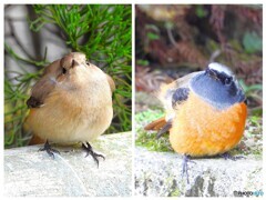 ジョビちゃんカップル最終回