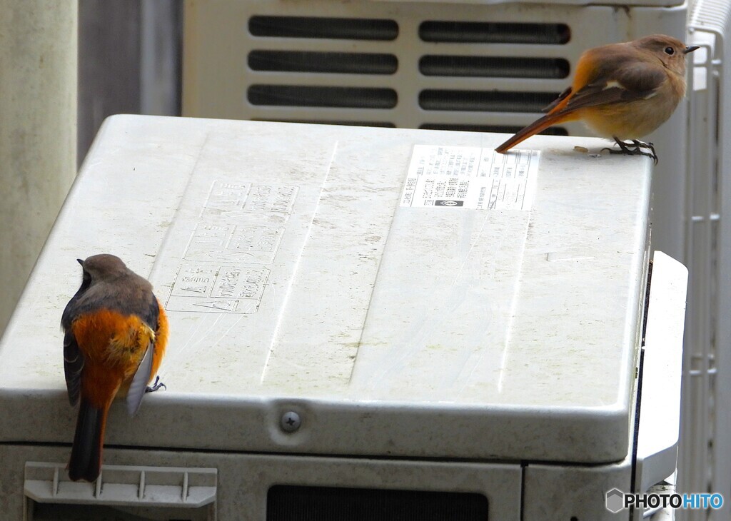 ジョビちゃんカップル②