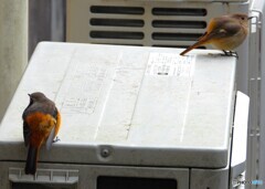 ジョビちゃんカップル②