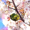 メジロの金さん