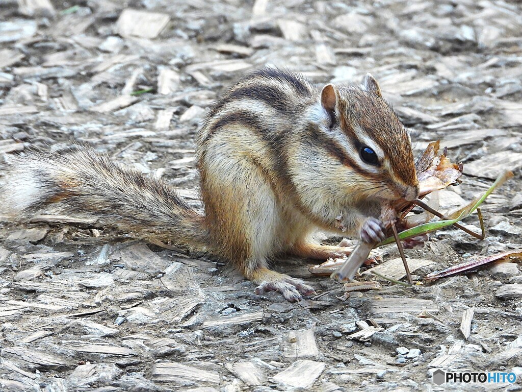 上弦の弐　敗れる!!