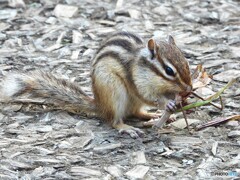 上弦の弐　敗れる!!
